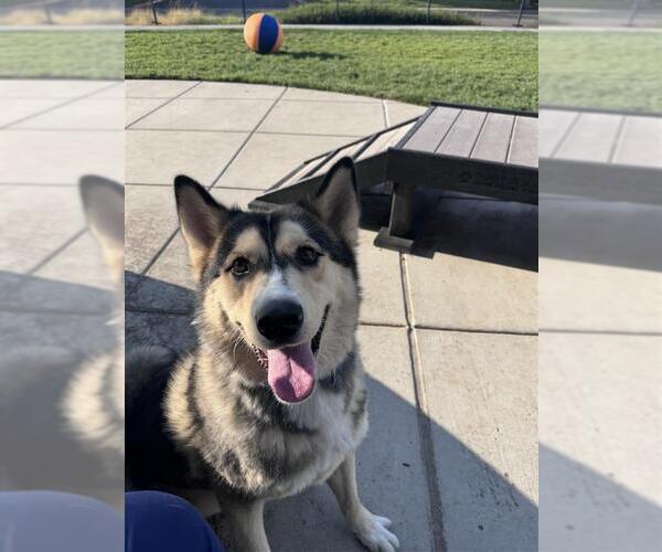 Medium Photo #2 Siberian Husky-Unknown Mix Puppy For Sale in Elk Grove, CA, USA