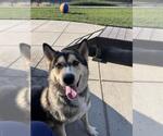 Small Photo #2 Siberian Husky-Unknown Mix Puppy For Sale in Elk Grove, CA, USA