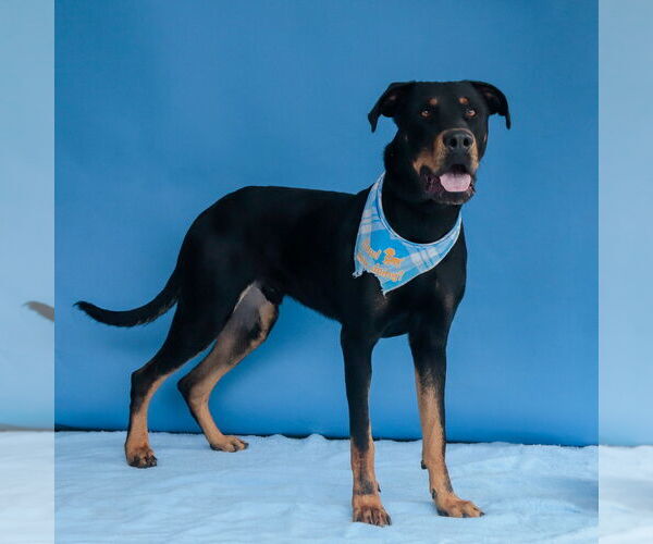 Medium Photo #2 Rottweiler Puppy For Sale in Pasadena, CA, USA