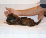 Small #11 Yorkiepoo mix (+ Poodle Toy)