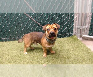 Mutt Dogs for adoption in Downey, CA, USA