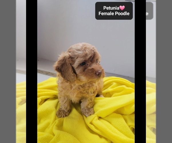 Medium Photo #3 Poodle (Toy) Puppy For Sale in TUCSON, AZ, USA