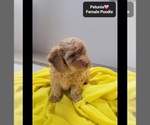 Small #2 Poodle (Toy)