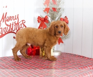 Goldendoodle Puppy for sale in BEL AIR, MD, USA