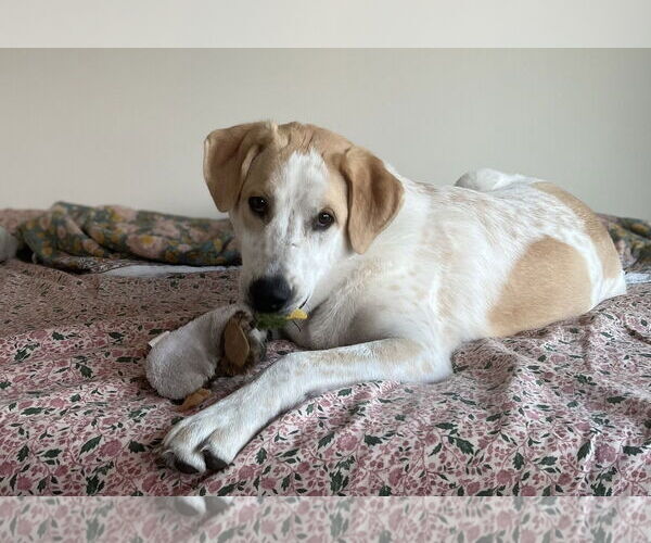 Medium Photo #4 Great Pyrenees-Unknown Mix Puppy For Sale in Spring, TX, USA