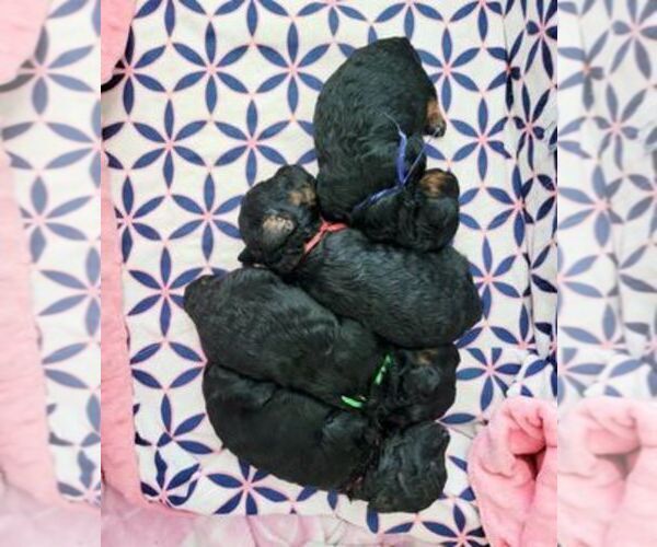 View Ad Poodle (Toy) Puppy for Sale near North Carolina, RALEIGH, USA