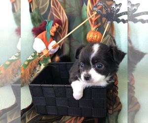 Chihuahua Puppy for sale in NEWVILLE, PA, USA