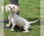 Small #7 Shih Tzu