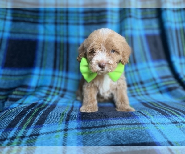 Medium Photo #7 Cock-A-Poo Puppy For Sale in LAKELAND, FL, USA
