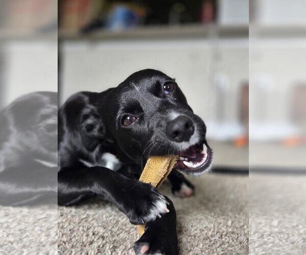 Medium Photo #1 Chihuahua-Retriever  Mix Puppy For Sale in Virginia Beach, VA, USA