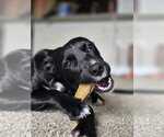 Georgiana - Female Chihuahua-Retriever  Mix Dog for Adoption - Small photo