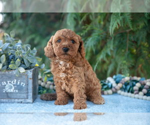 Poodle (Miniature) Litter for sale in KIRKWOOD, PA, USA