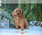 Small Poodle (Miniature)