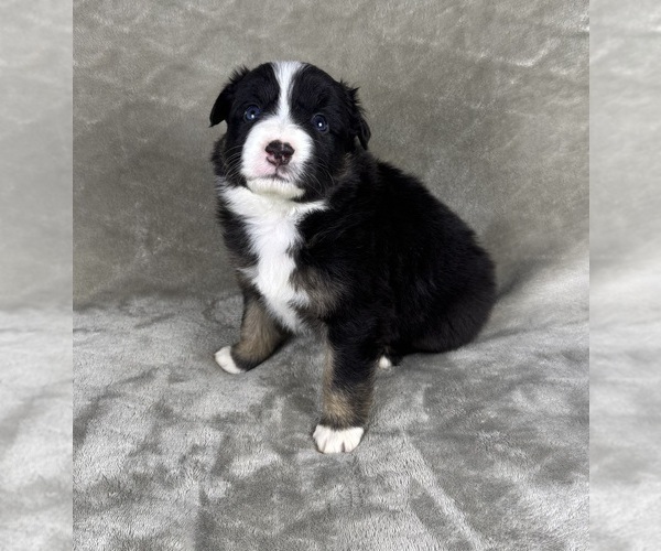 Medium Photo #13 Australian Shepherd Puppy For Sale in SALISBURY, NC, USA
