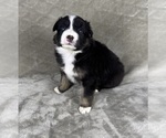 Small Photo #13 Australian Shepherd Puppy For Sale in SALISBURY, NC, USA