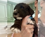 Puppy Puppy8 Dumplin Bernedoodle
