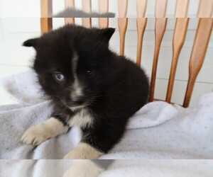 Pomsky Puppy for sale in SOUTH BEND, IN, USA