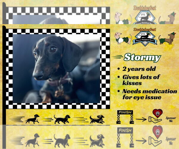 Medium Photo #1 Dachshund Puppy For Sale in San Antonio, TX, USA