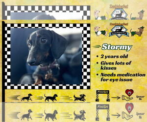 Dachshund Dogs for adoption in San Antonio, TX, USA