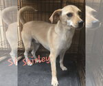 Small #5 Feist Terrier-Rat Terrier Mix