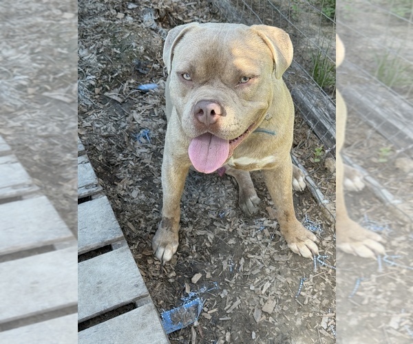 Medium Photo #1 American Bully Puppy For Sale in PELAHATCHIE, MS, USA