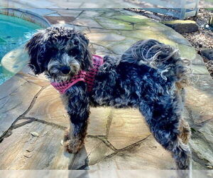 Goldendoodle (Miniature) Dogs for adoption in Alvin, TX, USA