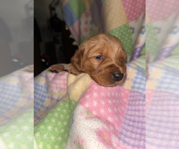 Medium Photo #4 Golden Retriever Puppy For Sale in ALLEGAN, MI, USA