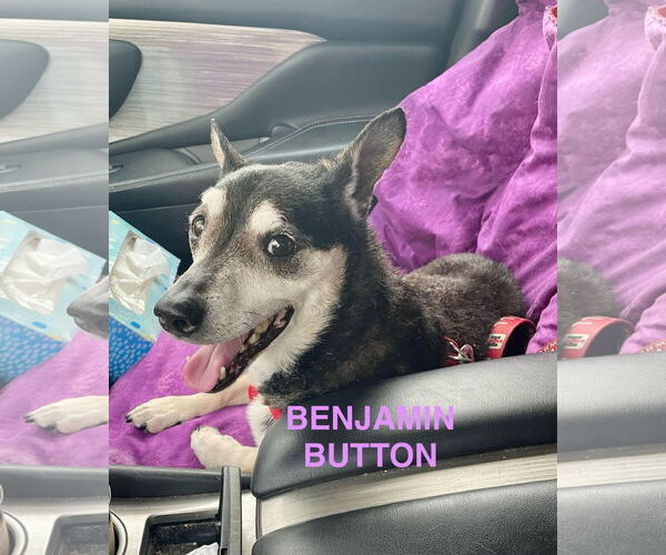 Medium Photo #2 Mutt Puppy For Sale in Marine City, MI, USA