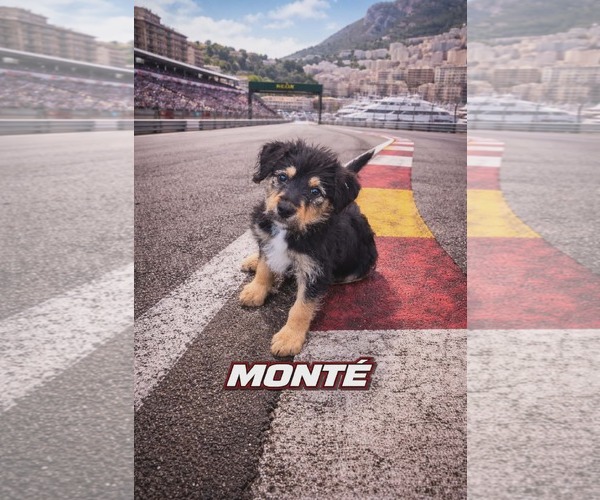 Medium Photo #1 Poodle (Standard)-Staffordshire Bull Terrier Mix Puppy For Sale in Clarkston, MI, USA