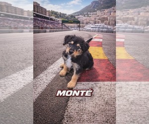 Poodle (Standard)-Staffordshire Bull Terrier Mix Dogs for adoption in Clarkston, MI, USA