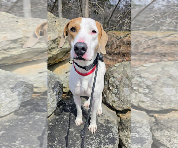 Medium Photo #4 Pointer-Unknown Mix Puppy For Sale in Rockaway, NJ, USA