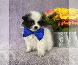 Pomeranian Puppy for sale in LANCASTER, PA, USA