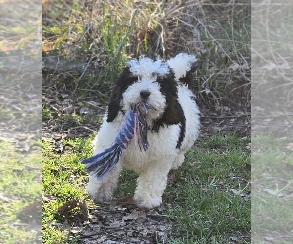 Medium Photo #26 Bernedoodle Puppy For Sale in GREENWOOD, IN, USA