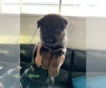 Small Photo #8 German Shepherd Dog Puppy For Sale in Wallan, Victoria, Australia