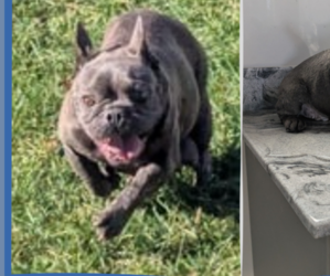 Mother of the French Bulldog puppies born on 06/30/2025