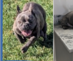 Small Photo #1 French Bulldog Puppy For Sale in GOSHEN, IN, USA