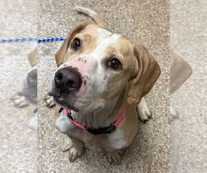 Beagle Dogs for adoption in Great Bend, KS, USA