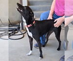 Small #6 Italian Greyhound Mix