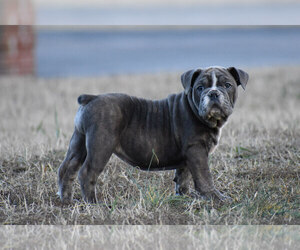 English Bulldog Puppy for sale in DEWITT, VA, USA