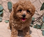 Small Photo #19 Cockapoo Puppy For Sale in GOSHEN, IN, USA