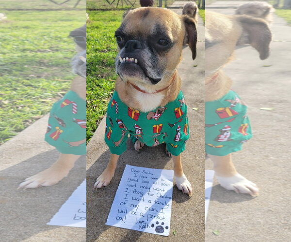 Medium Photo #1 Boston Terrier-Boxer Mix Puppy For Sale in Little Elm, TX, USA