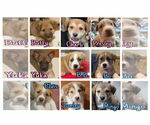 Small Photo #9 Mutt Puppy For Sale in Westwood, NJ, USA
