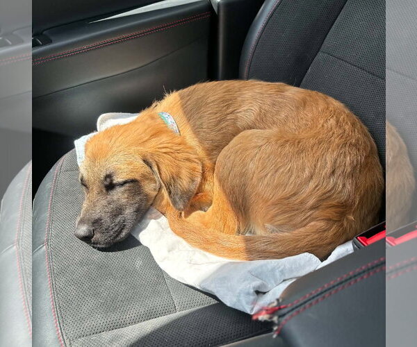 Medium Photo #10 Mutt Puppy For Sale in MECHANICSBURG, PA, USA