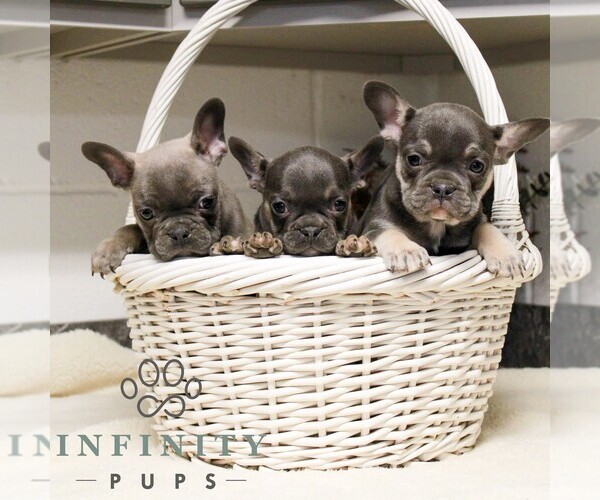 Medium Photo #3 French Bulldog Puppy For Sale in EAST EARL, PA, USA