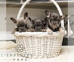 Small #2 French Bulldog