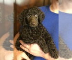 Small #1 Poodle (Standard)