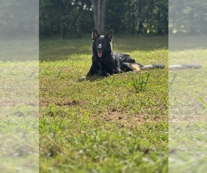 Mother of the German Shepherd Dog puppies born on 05/28/2026