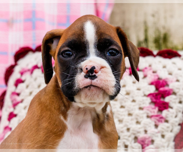 Medium Photo #27 Boxer Puppy For Sale in WAKARUSA, IN, USA