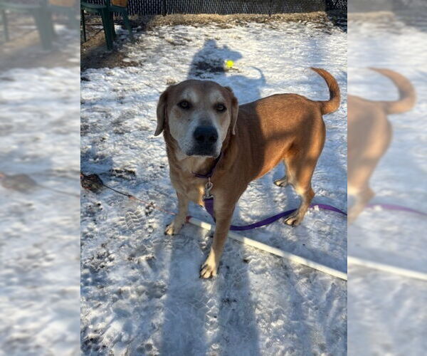 Medium Photo #1 Mutt Puppy For Sale in Elmsford, NY, USA