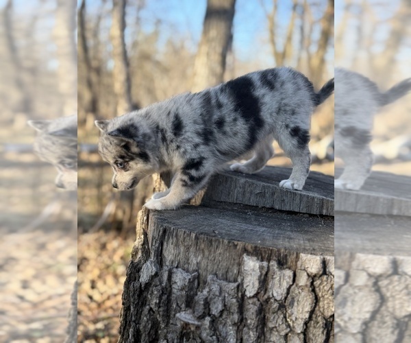 Medium Photo #17 Alaskan Klee Kai-Pomsky Mix Puppy For Sale in STAPLES, MN, USA